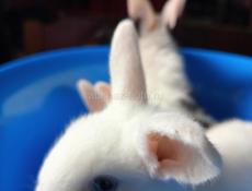 Карликовые кролики