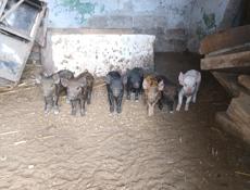 Поросята 