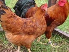 Породистые цыплята. 