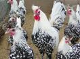 Породистые цыплята 