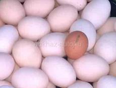 Породистые цыплята 