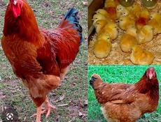 Породистые цыплята 