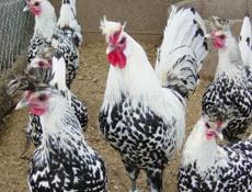 Породистые цыплята 