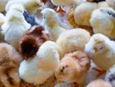 Цыплята