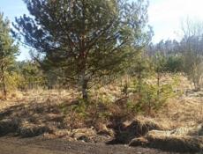 Продам участок. Рассмотрю варианты обмена на домик в Абхазии