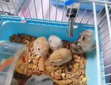 Сирийские джунгарские хомяки