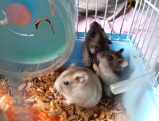 Сирийские джунгарские хомяки