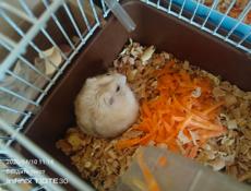 Сирийские джунгарские хомяки