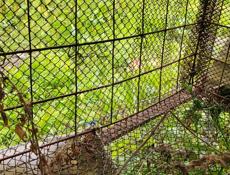 Цыплятники. Листы профнастила на крышу впридачу.