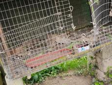 Цыплятники. Листы профнастила на крышу впридачу.