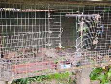 Цыплятники. Листы профнастила на крышу впридачу. 