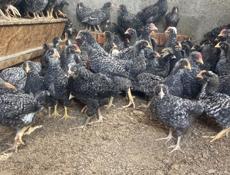 Цыплята плимутрок