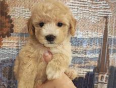 Мальтипу и Пудель щенки 