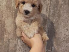 Мальтипу и Пудель щенки 