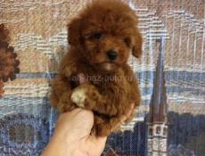 Мальтипу и Пудель щенки 