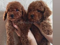 Мальтипу и Пудель щенки 