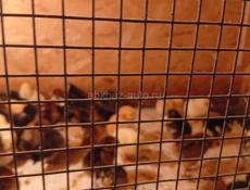 Продаются цыплята мясо яичной породы 3 дня 