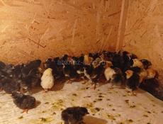 Продаются цыплята мясо яичной породы 3 дня
