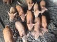 Поросята 