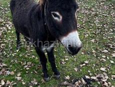 Осел 3 года зовут Кондо мальчик 