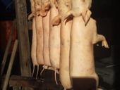 Поросята готовые 