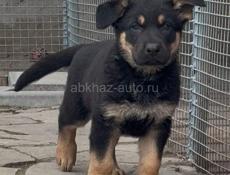 Немецкая овчарка