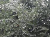 Принимаю серебристи  круглолисти эвкалипт