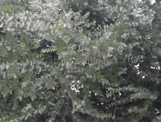 Принимаю серебристи  круглолисти эвкалипт