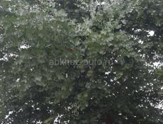 Принимаю серебристи  круглолисти эвкалипт