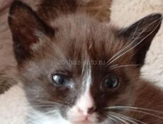 Дарю котят.