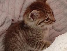 Дарю котят.