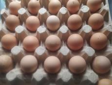 Яйцо цесарки  домашнее на Пасху