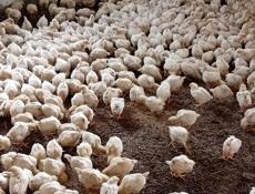 Продаются цыплята доставка от 100шт все по телефону