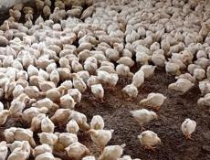 Продаются цыплята доставка от 100шт все по телефону