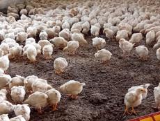 Продаются цыплята доставка от 100шт все по телефону