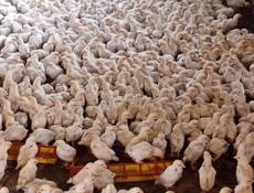 Продаются цыплята доставка от 100шт все по телефону