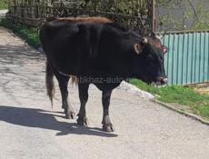 Бык 180кг