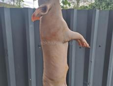 Чищеные поросята