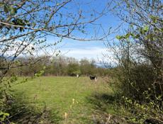 продам 25 соток в гудауте на белой речке