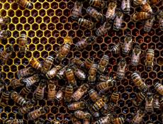 Горный мёд. Своя пасека