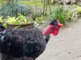 Петух голошейка для разведения 