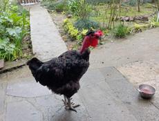 Петух голошейка для разведения 