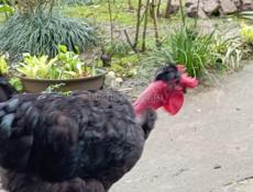 Петух голошейка для разведения 