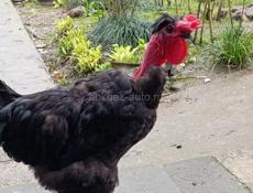 Петух голошейка для разведения 