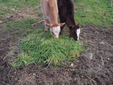 ПРОДАЮТСЯ ТЕЛЯТА