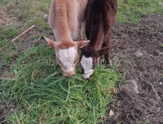 ПРОДАЮТСЯ ТЕЛЯТА