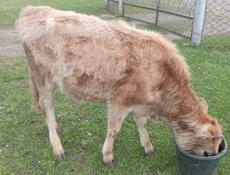 Тёлка 45 50 кг 