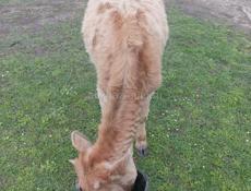 Тёлка 45 50 кг 