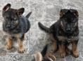 Продаются щенки немецкой овчарки 
