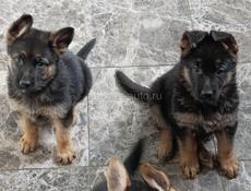 Продаются щенки немецкой овчарки 